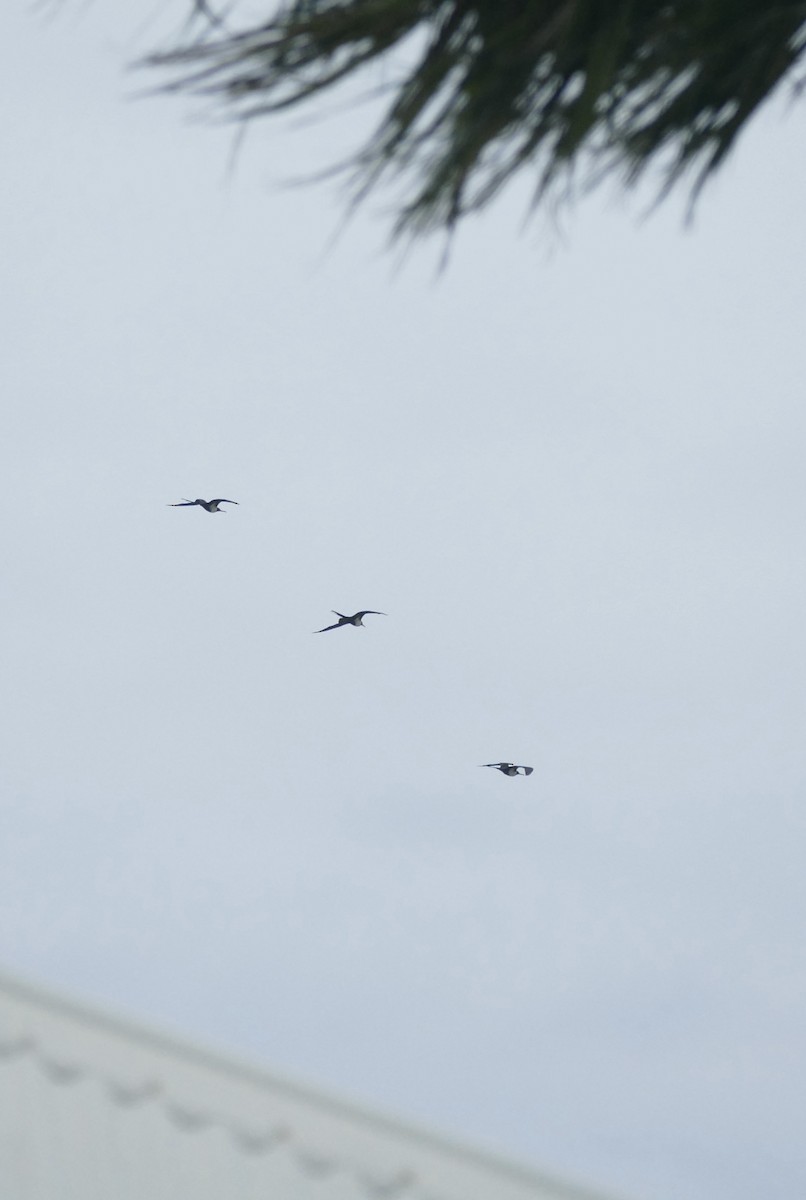 Lesser Frigatebird - ML613637152