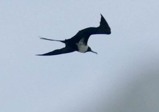 Lesser Frigatebird - ML613637153