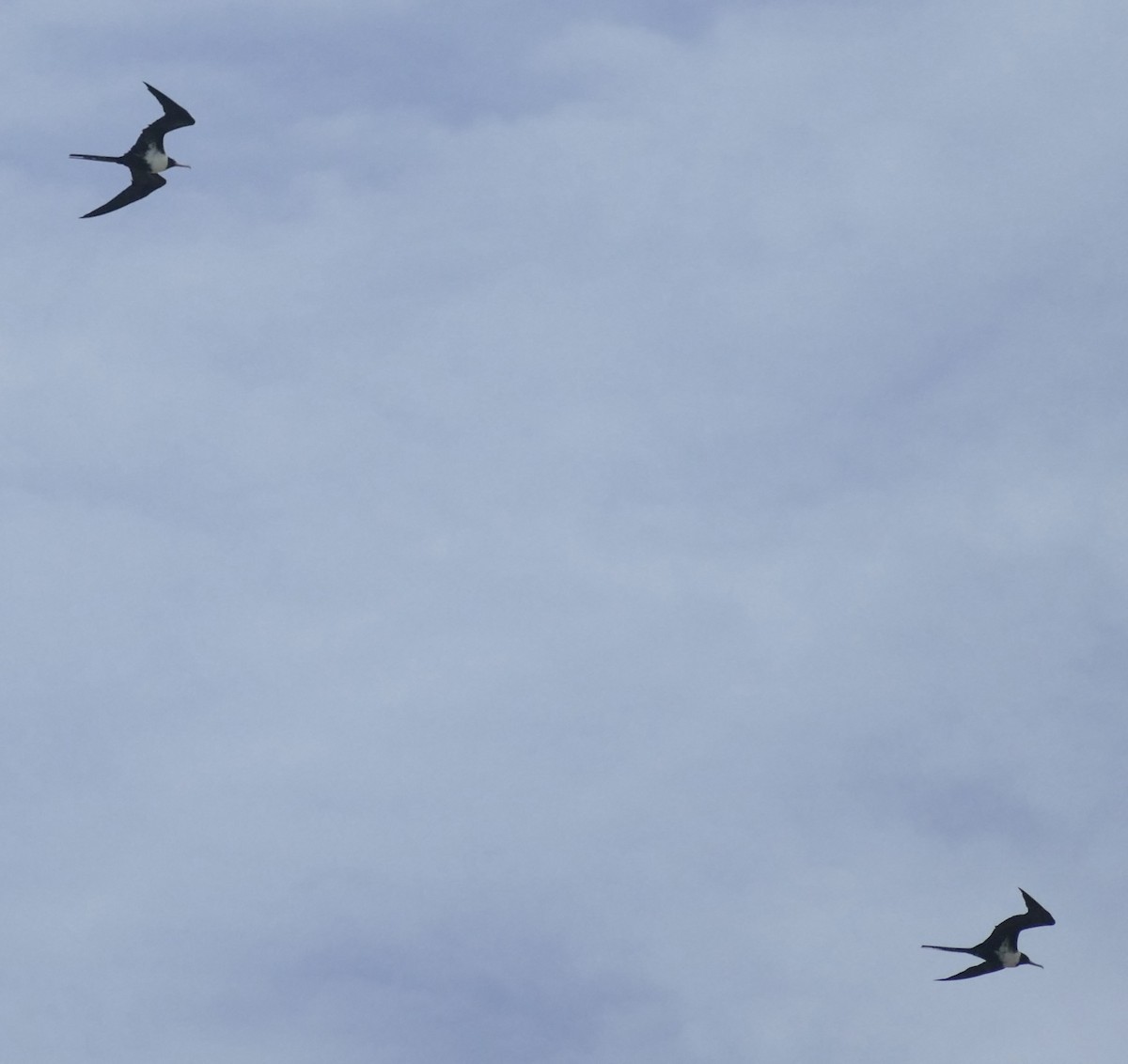 Lesser Frigatebird - ML613637156