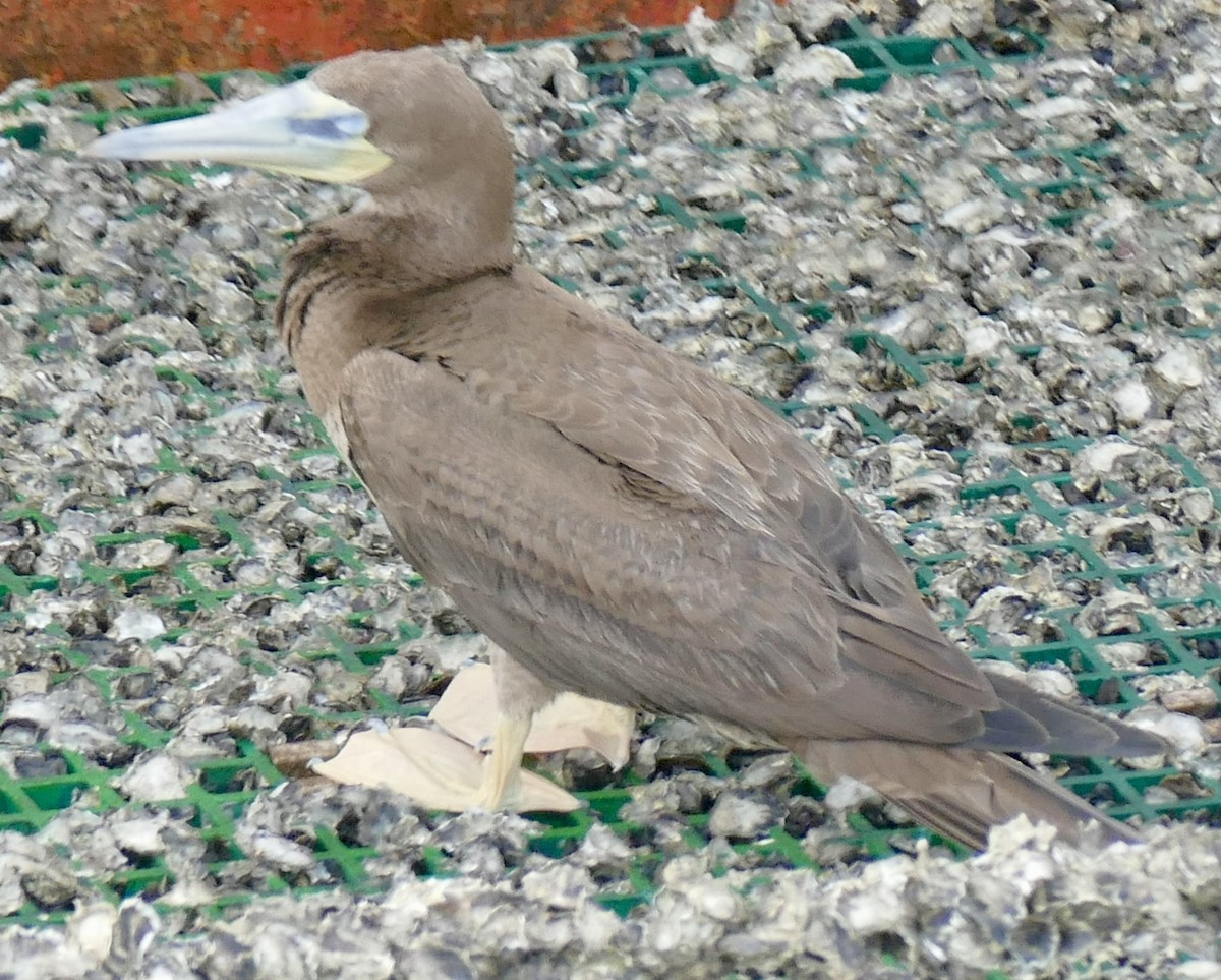 Brown Booby - ML613637178