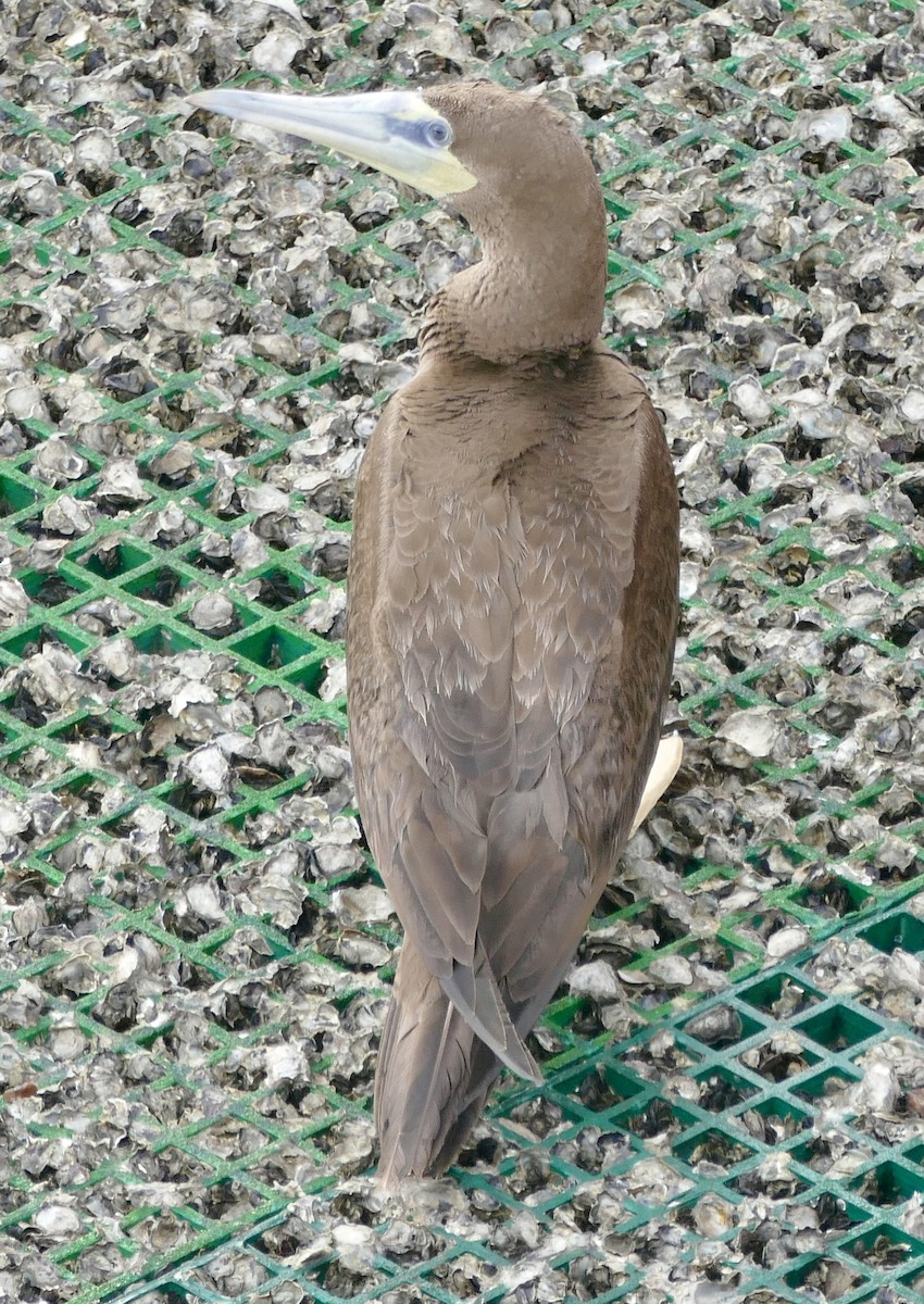 Brown Booby - ML613637179