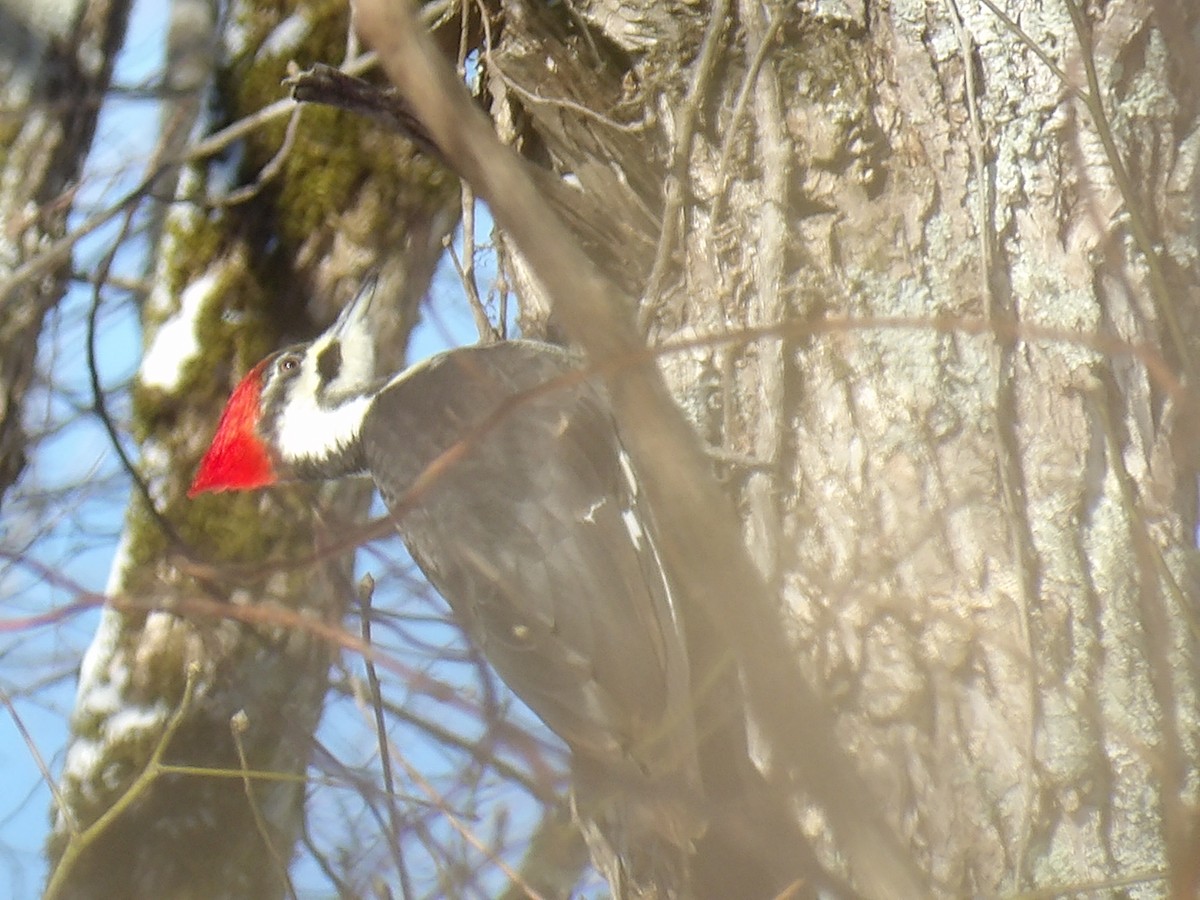 Pileated Woodpecker - ML613637230