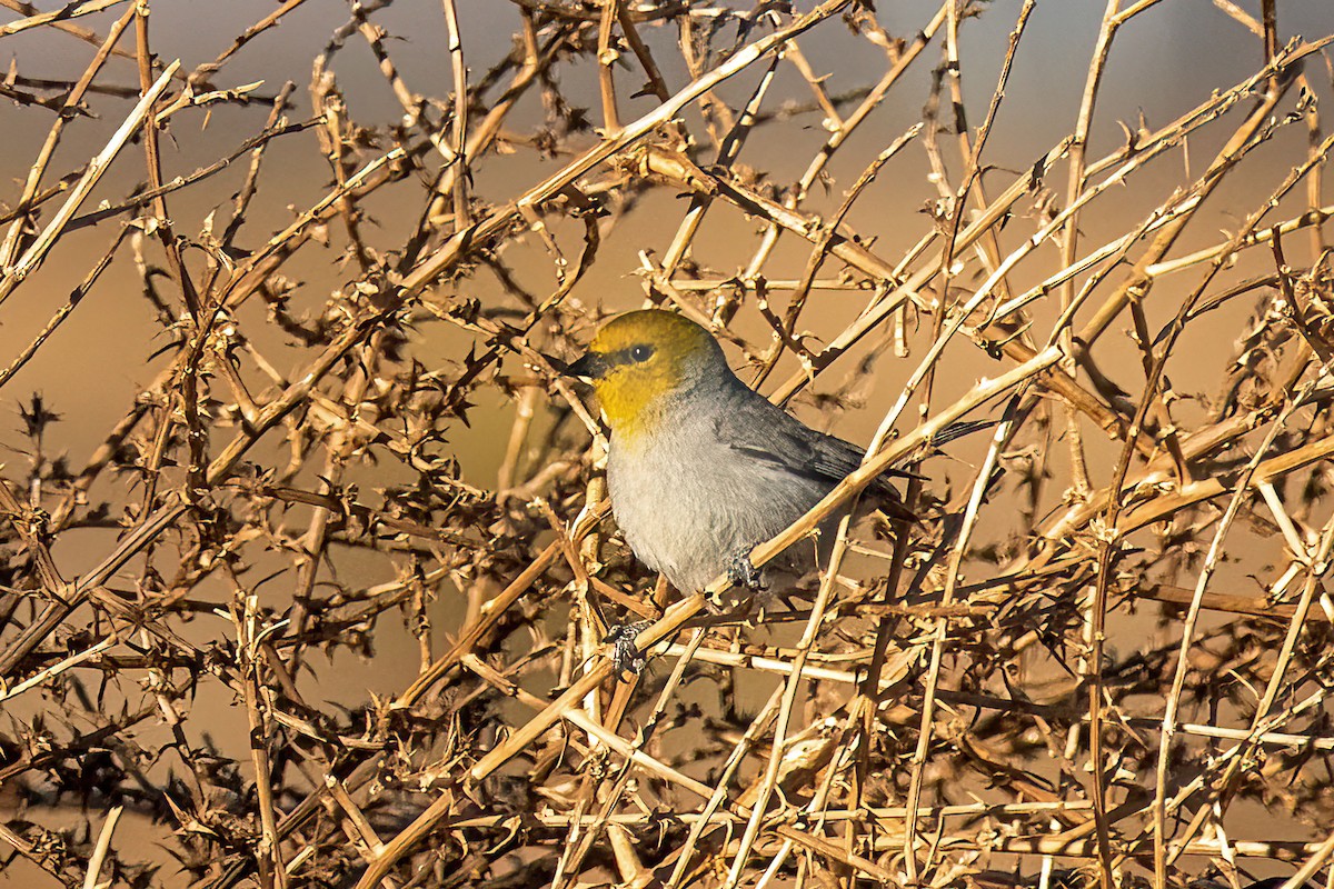 Auripare verdin - ML613637253