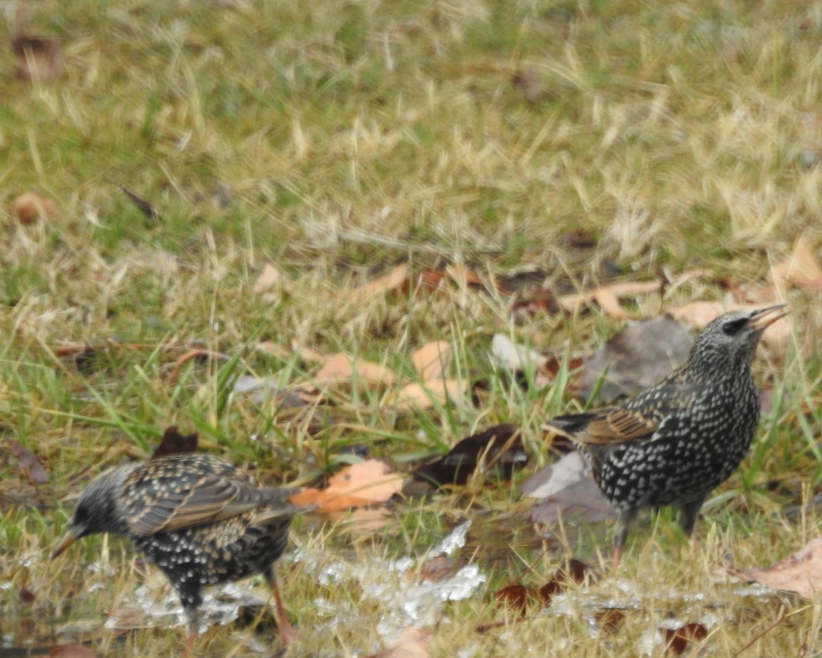 Хар тодол - ML613637329