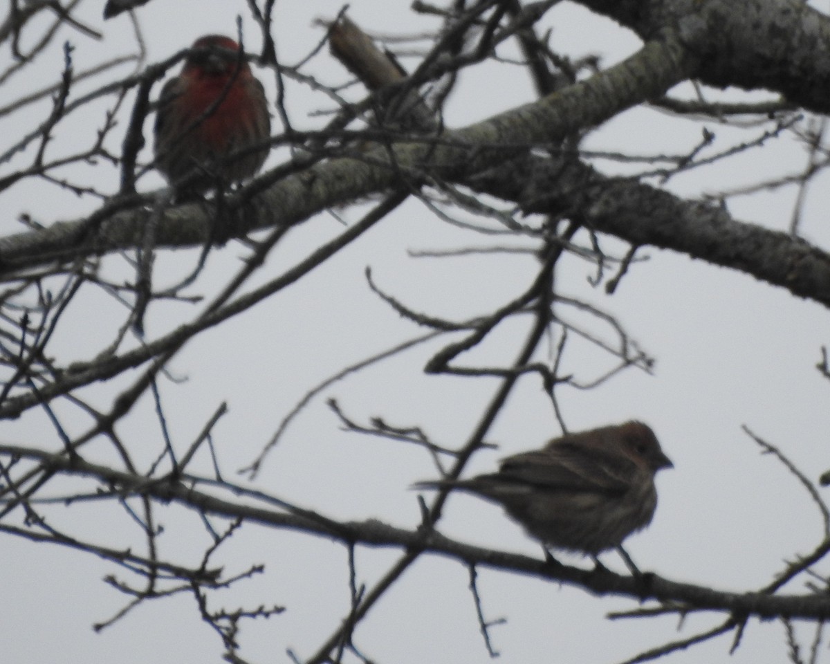 House Finch - ML613637332