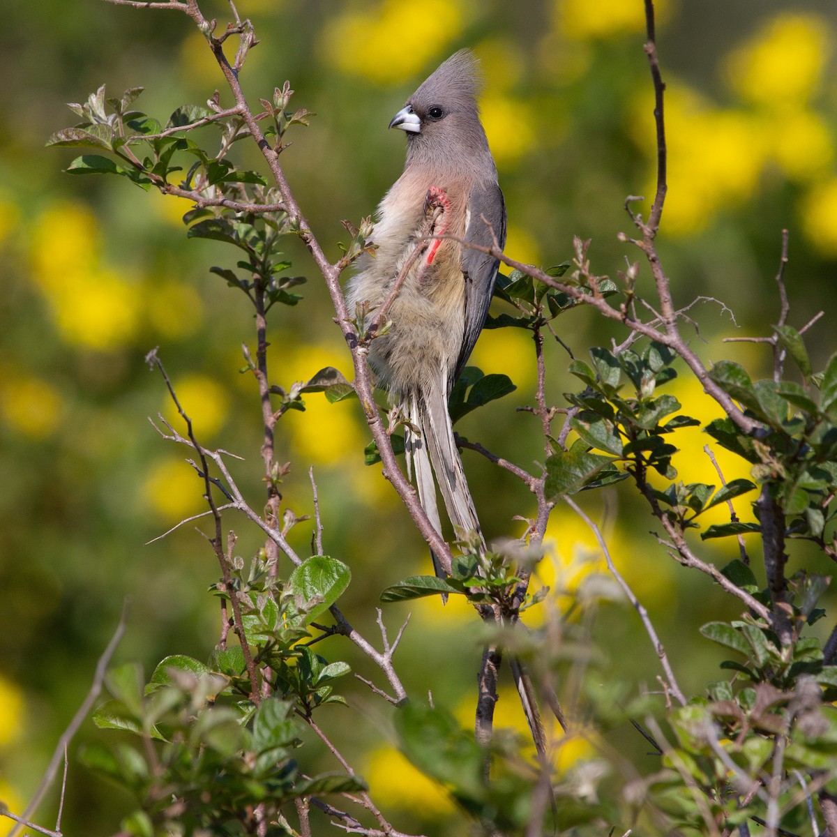 White-backed Mousebird - ML613637413