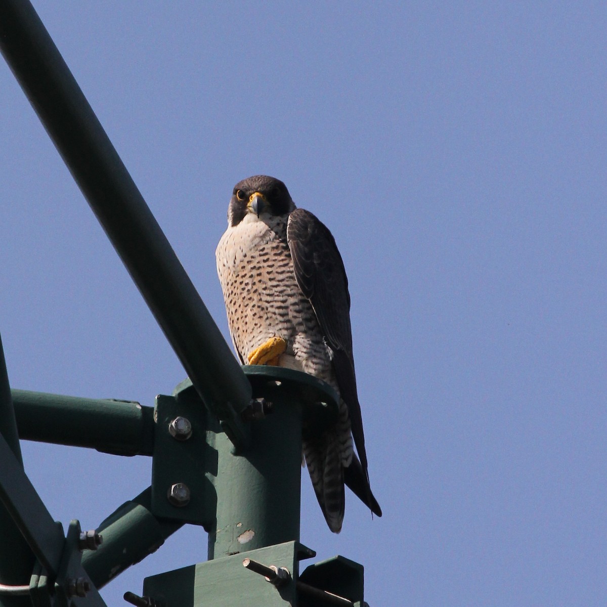 ML613637419 - Peregrine Falcon (African) - Macaulay Library