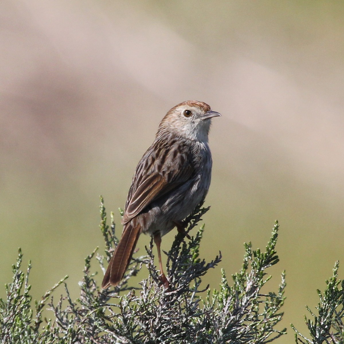 Red-headed Cisticola - ML613637422