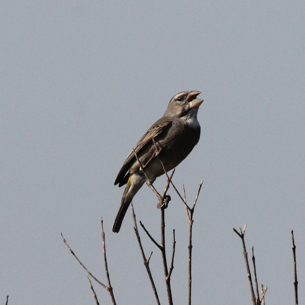 White-throated Canary - ML613637424