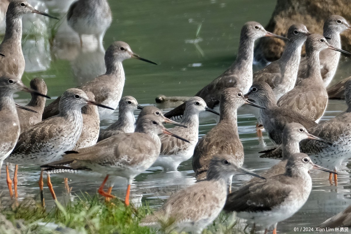 Great Knot - ML613637461