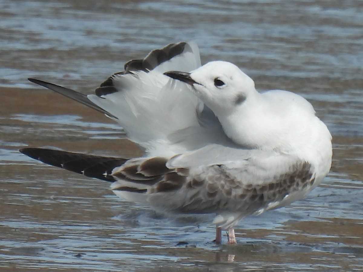 Bonaparte's Gull - ML613637575