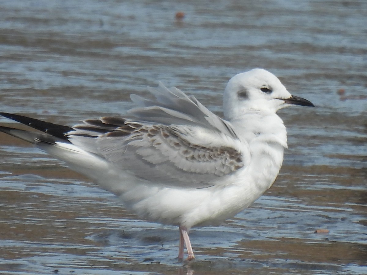 Bonaparte's Gull - ML613637577