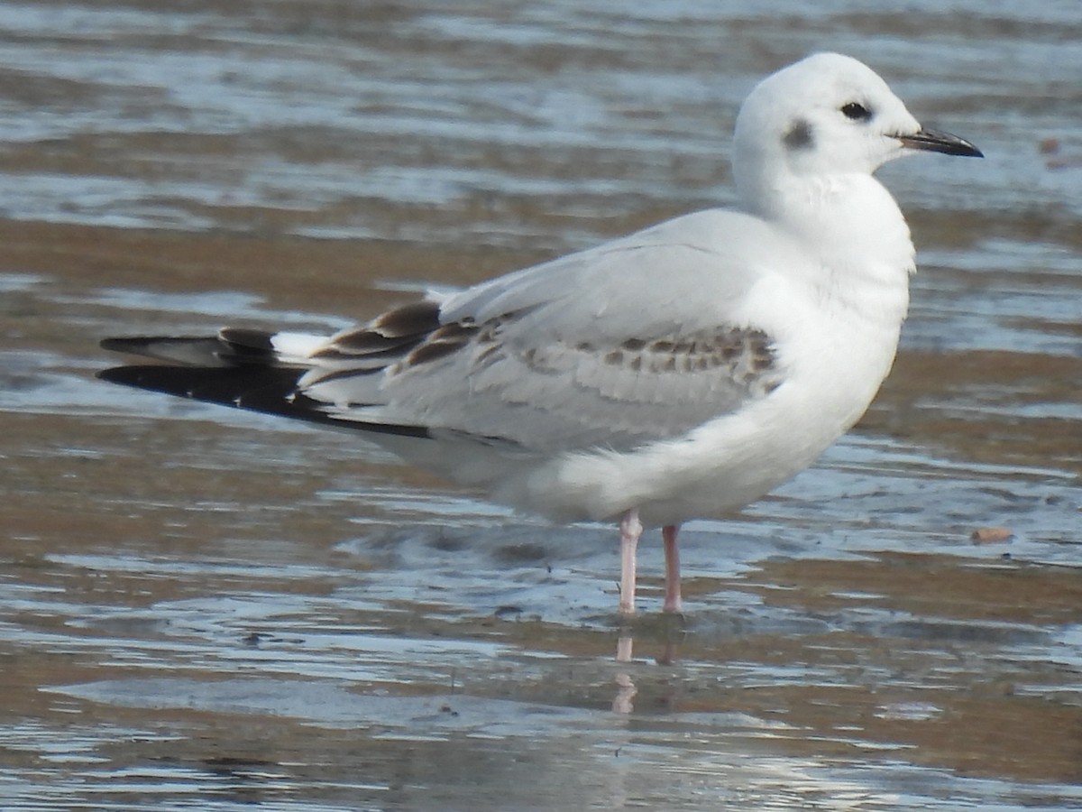 Bonaparte's Gull - ML613637582