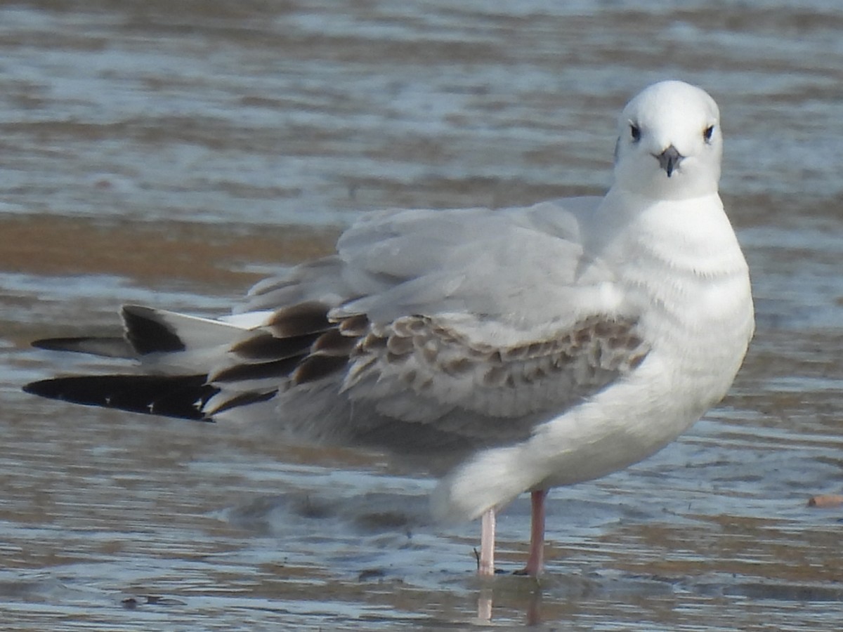 Bonaparte's Gull - ML613637584