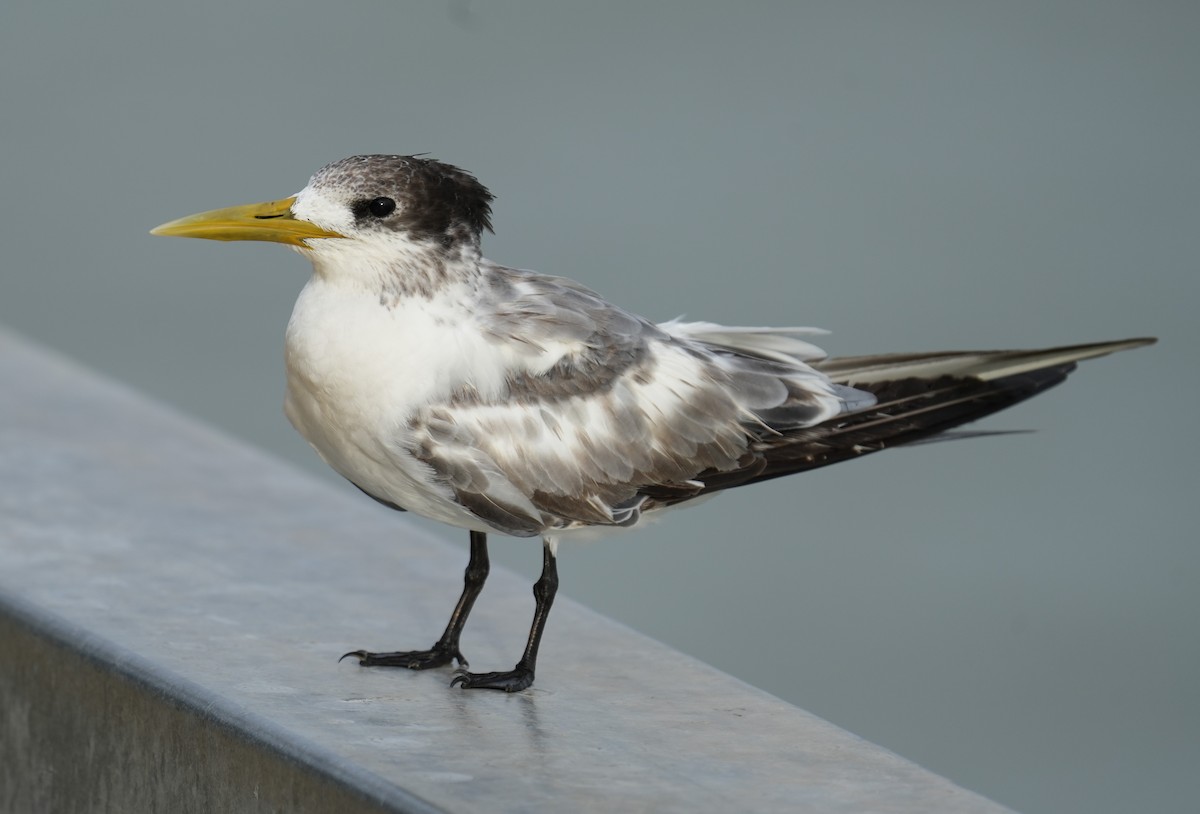 Great Crested Tern - Samantha Duffy