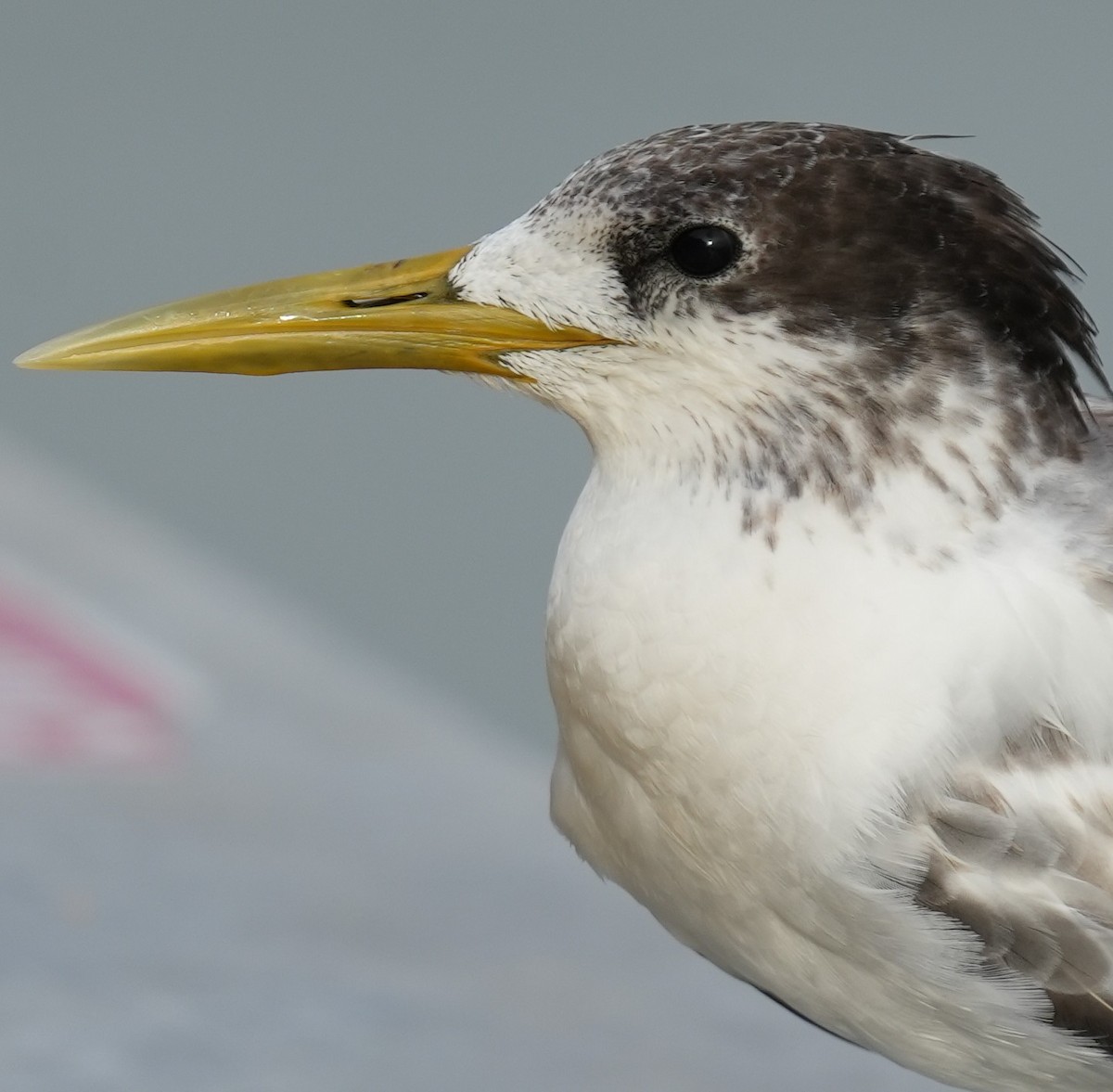 Great Crested Tern - Samantha Duffy