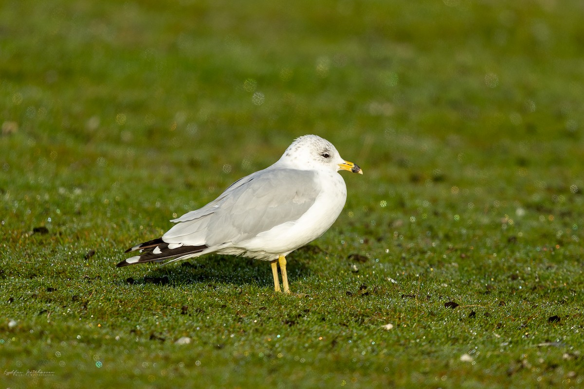 Ring-billed Gull - ML613637706