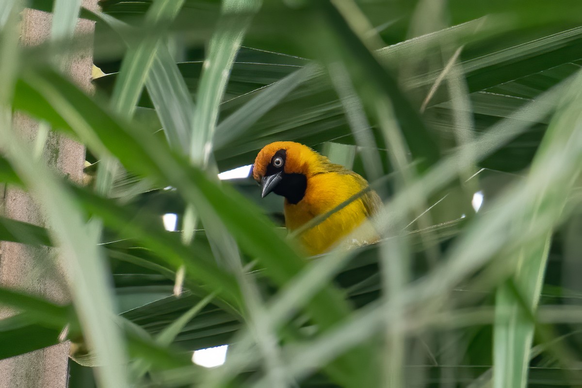 Olive-naped/Black-necked Weaver - ML613637719