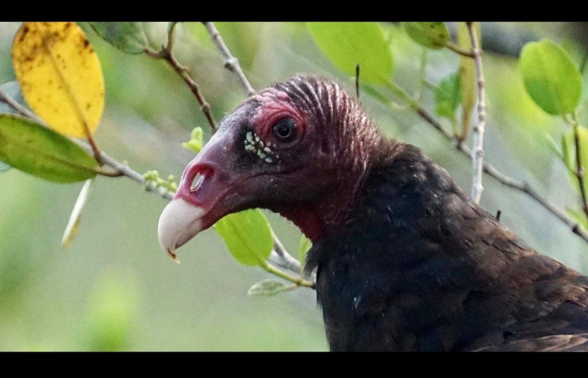 Turkey Vulture - ML613637724