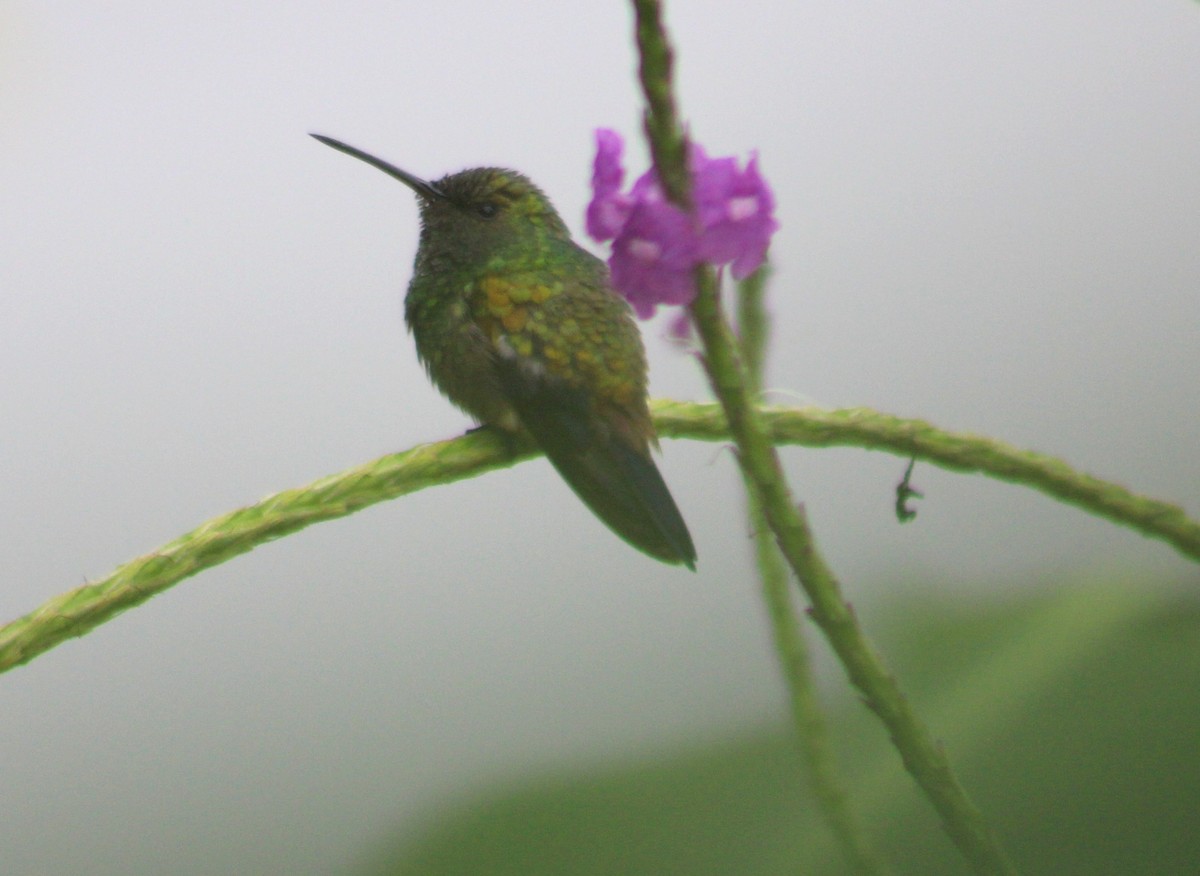 kolibřík měděnořitý - ML613637730