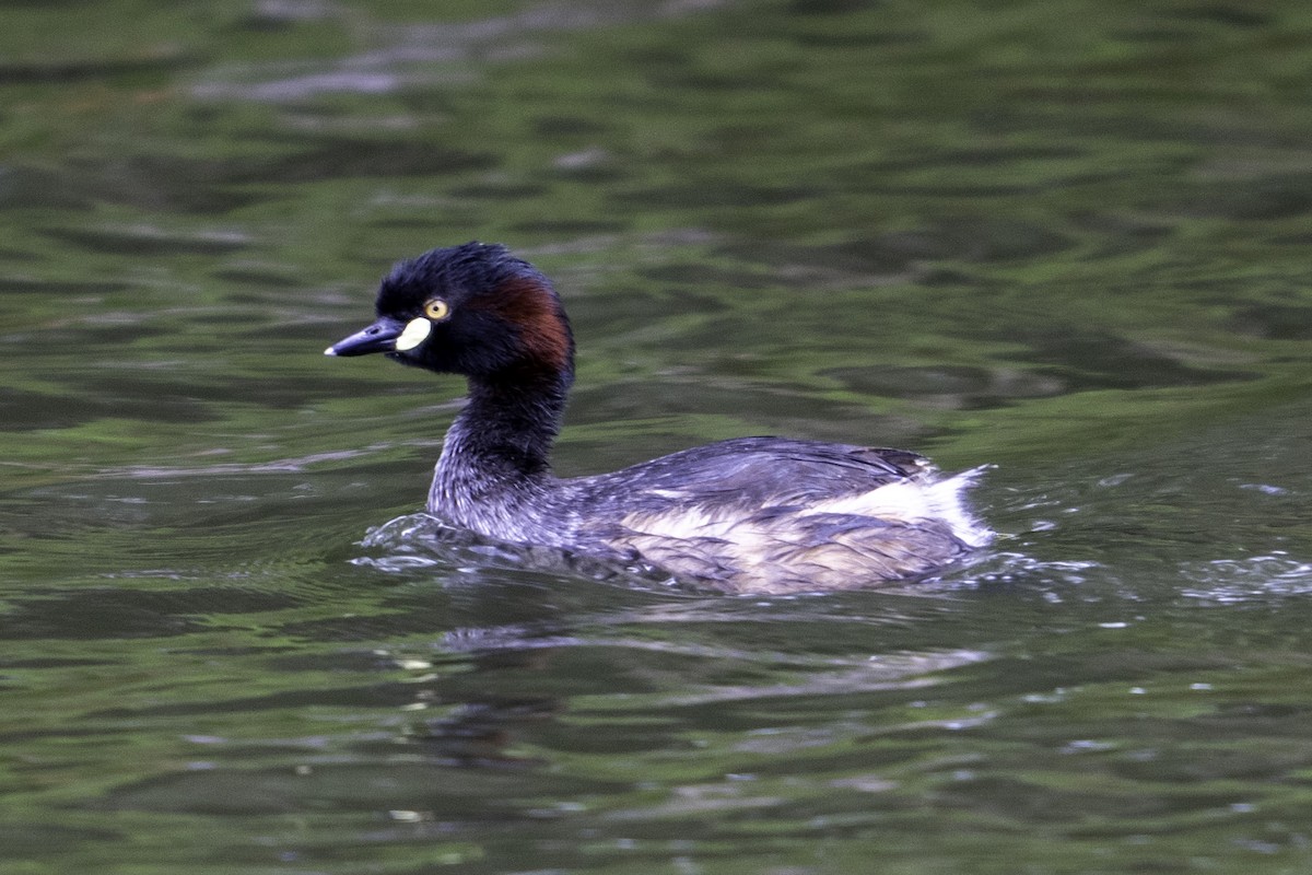 Australasian Grebe - ML613637782