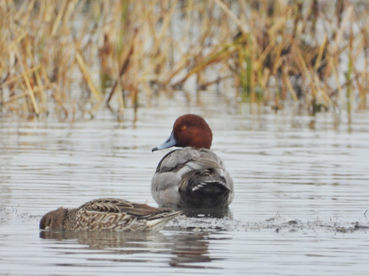 Redhead - Antony Bamford