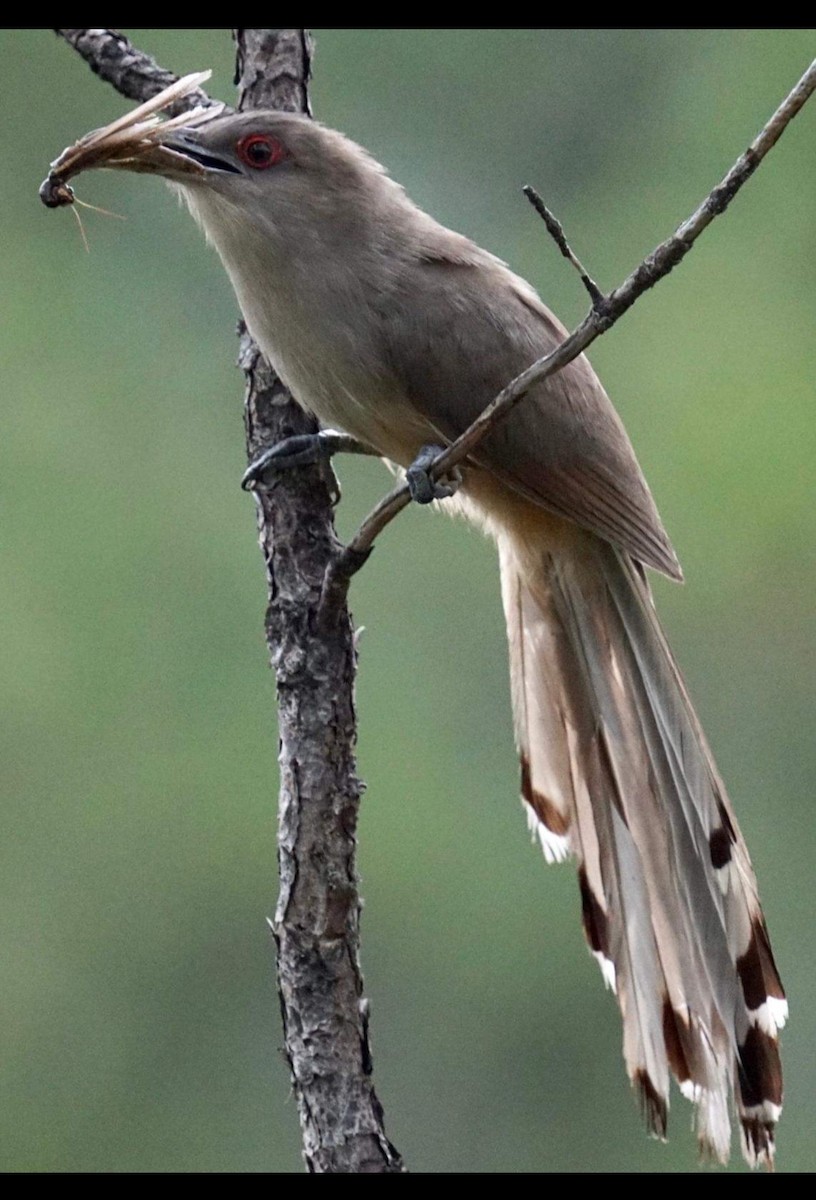 Great Lizard-Cuckoo - ML613637806