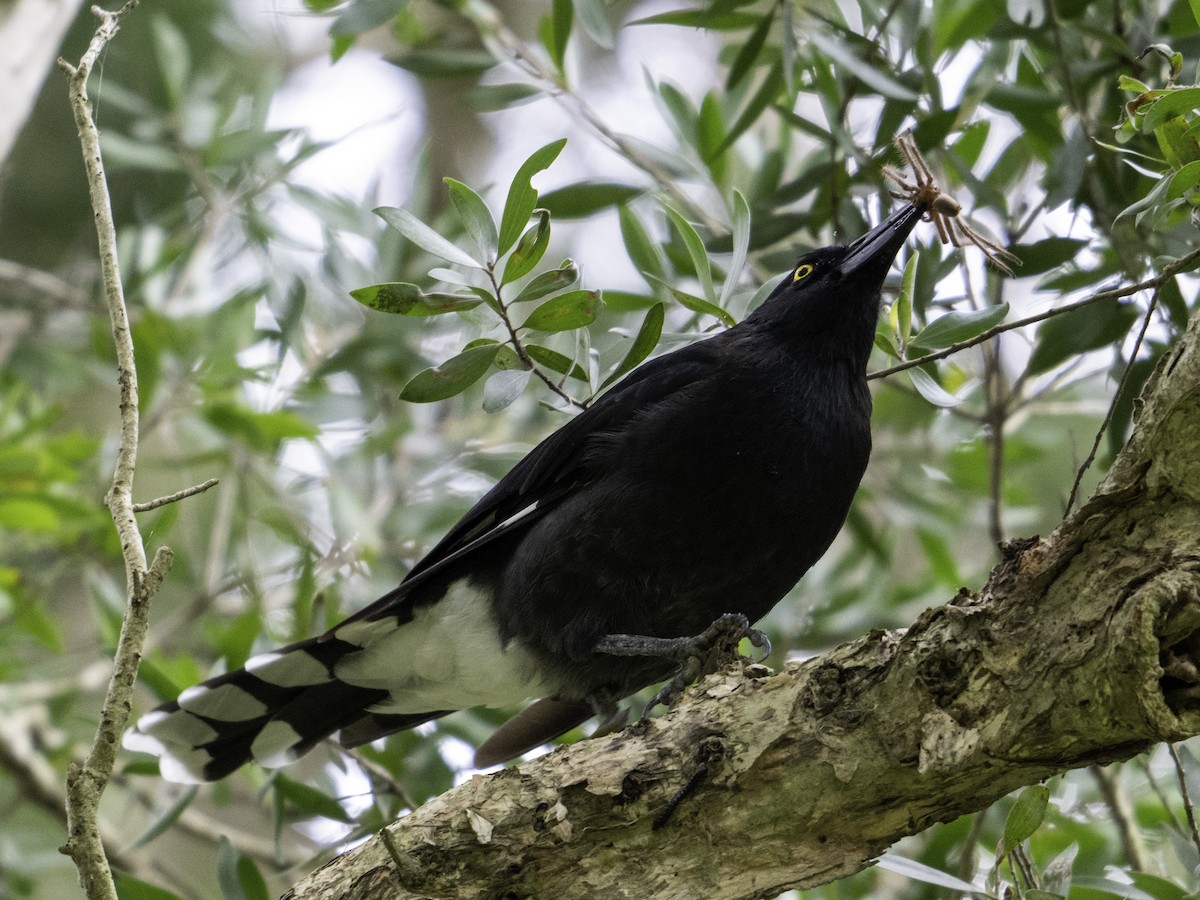 Pied Currawong - ML613637822