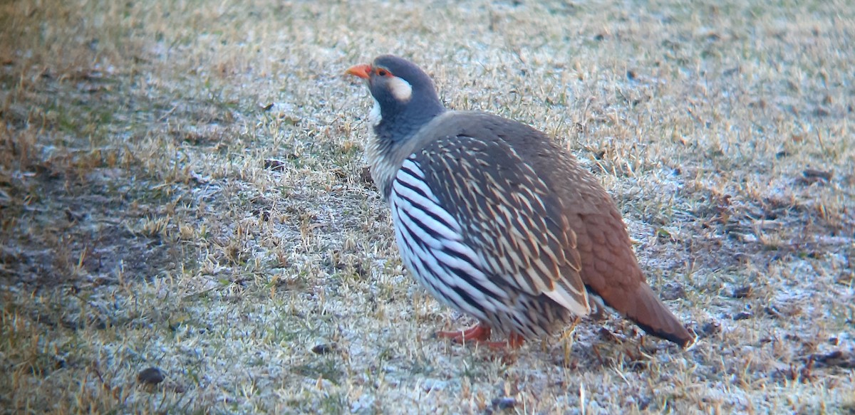 Tibetan Snowcock - Georgi Bachvarov