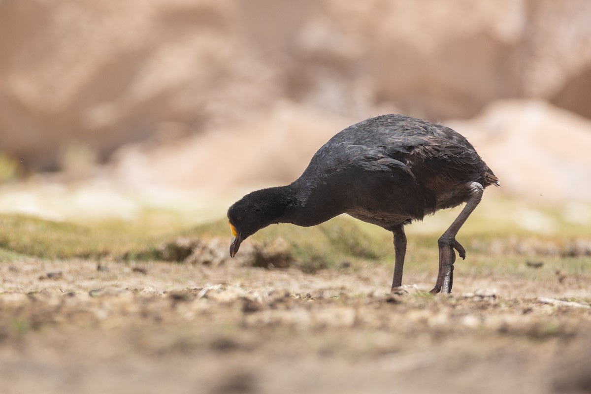 Giant Coot - ML613637858