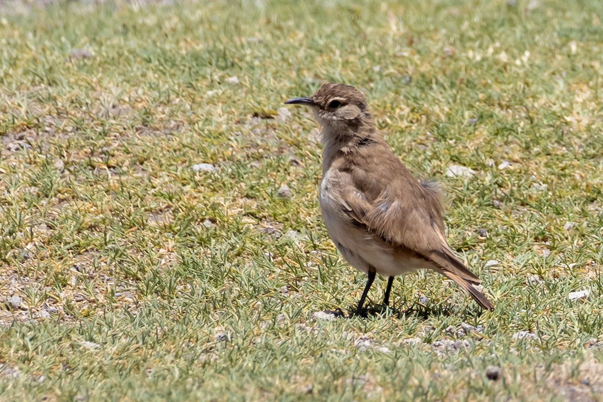 Puna Miner - ML613637866