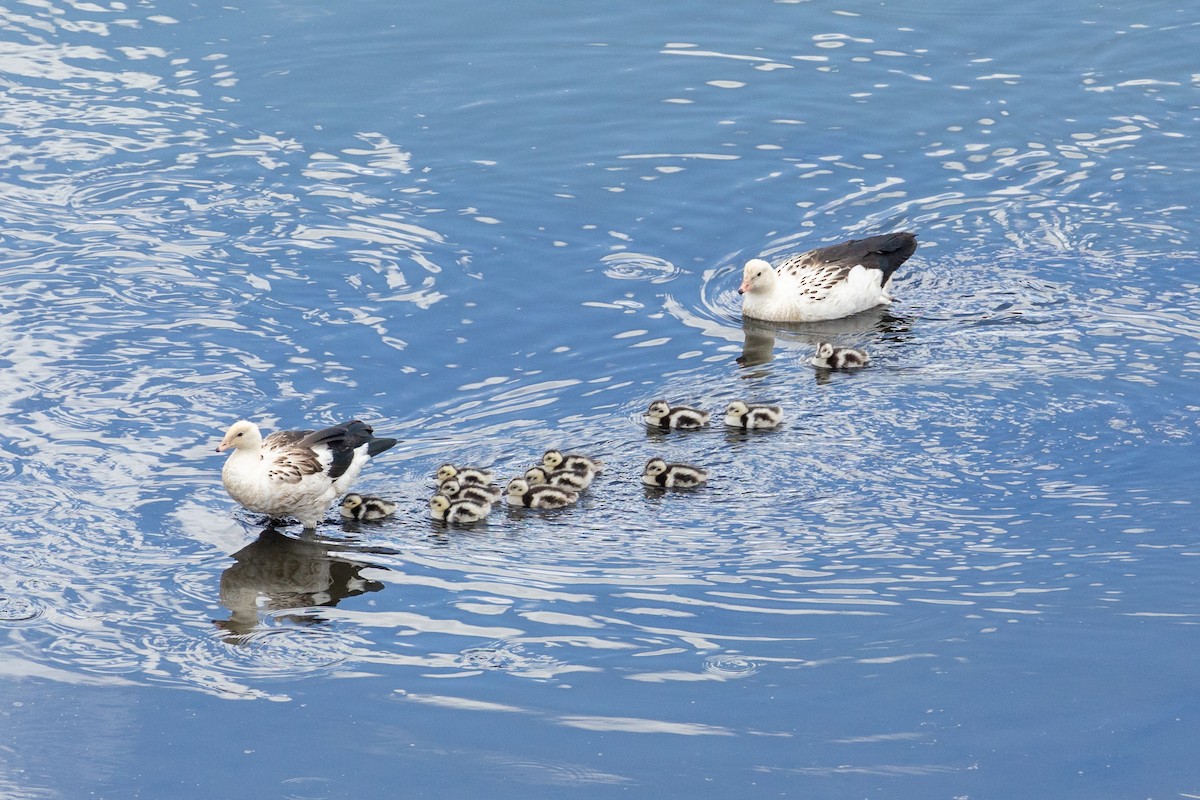 Andean Goose - ML613637872