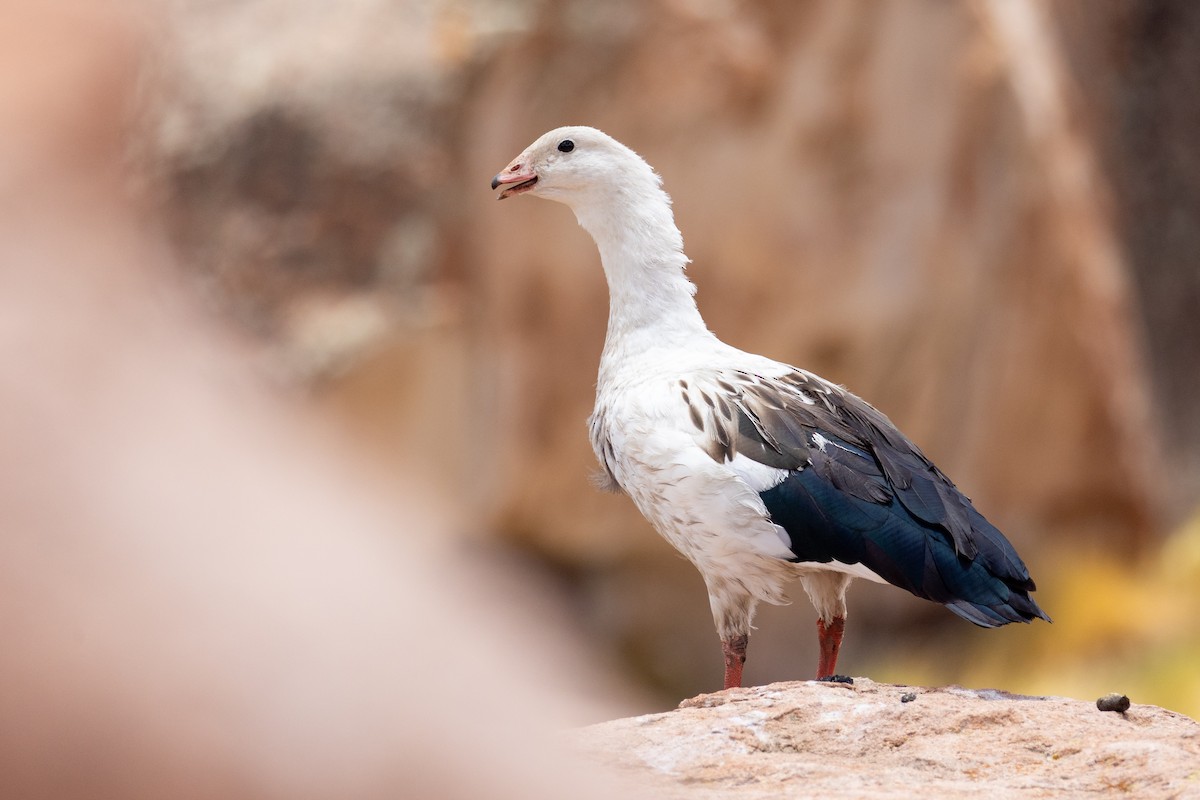 Andean Goose - ML613637873