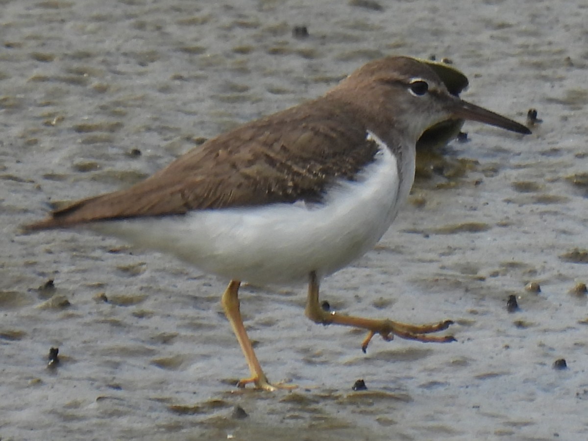 Spotted Sandpiper - ML613637893