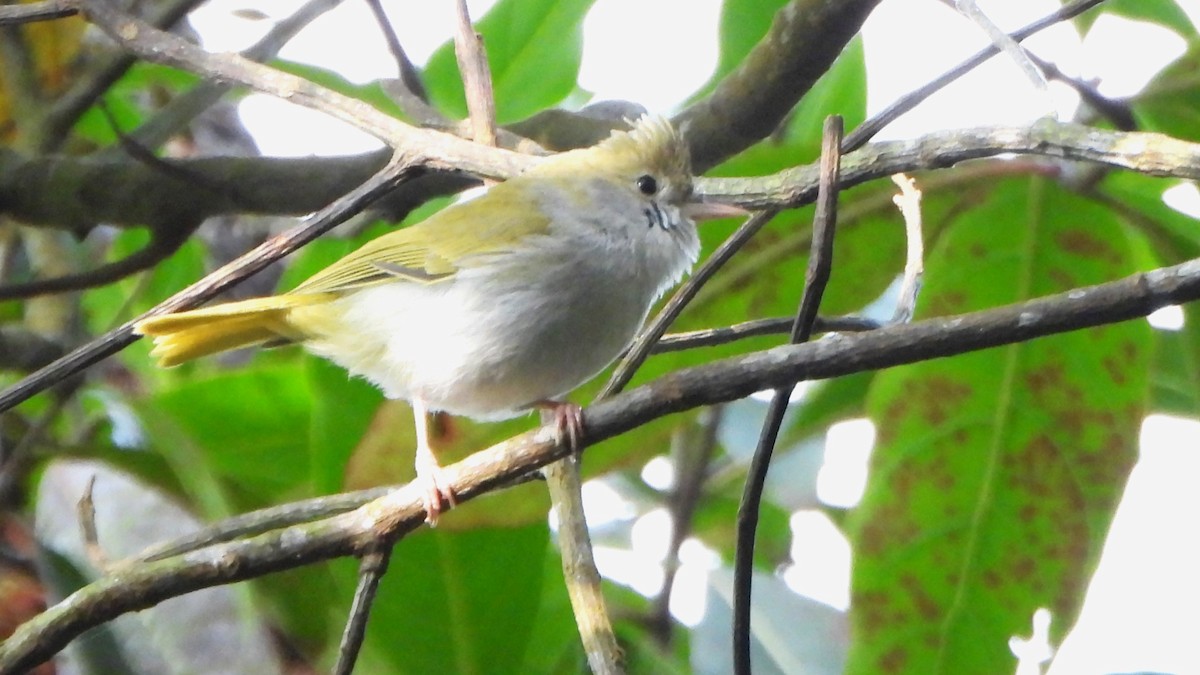 White-bellied Erpornis - ML613637921