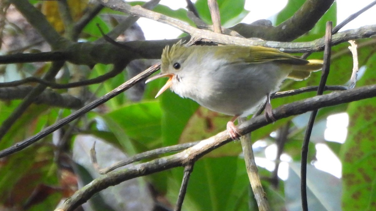 Yuhina Ventriblanca - ML613637922