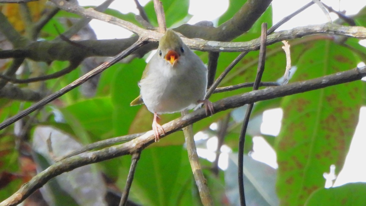 Yuhina Ventriblanca - ML613637923