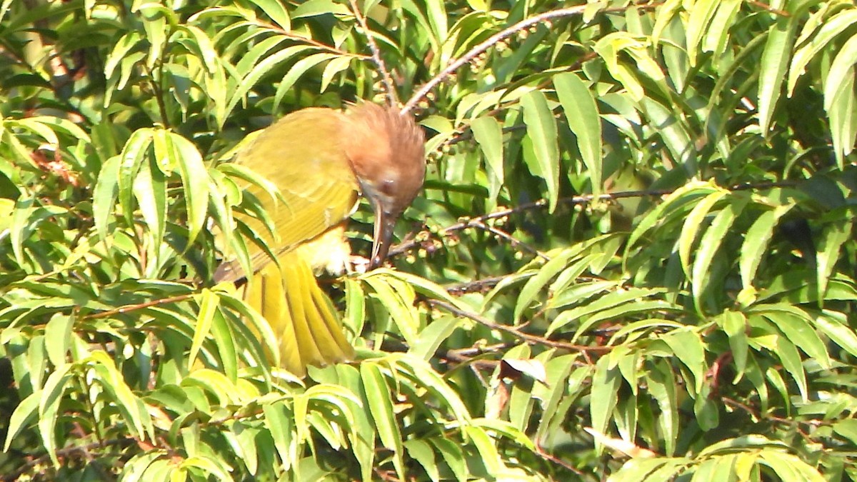 Mountain Bulbul - Girish Chhatpar