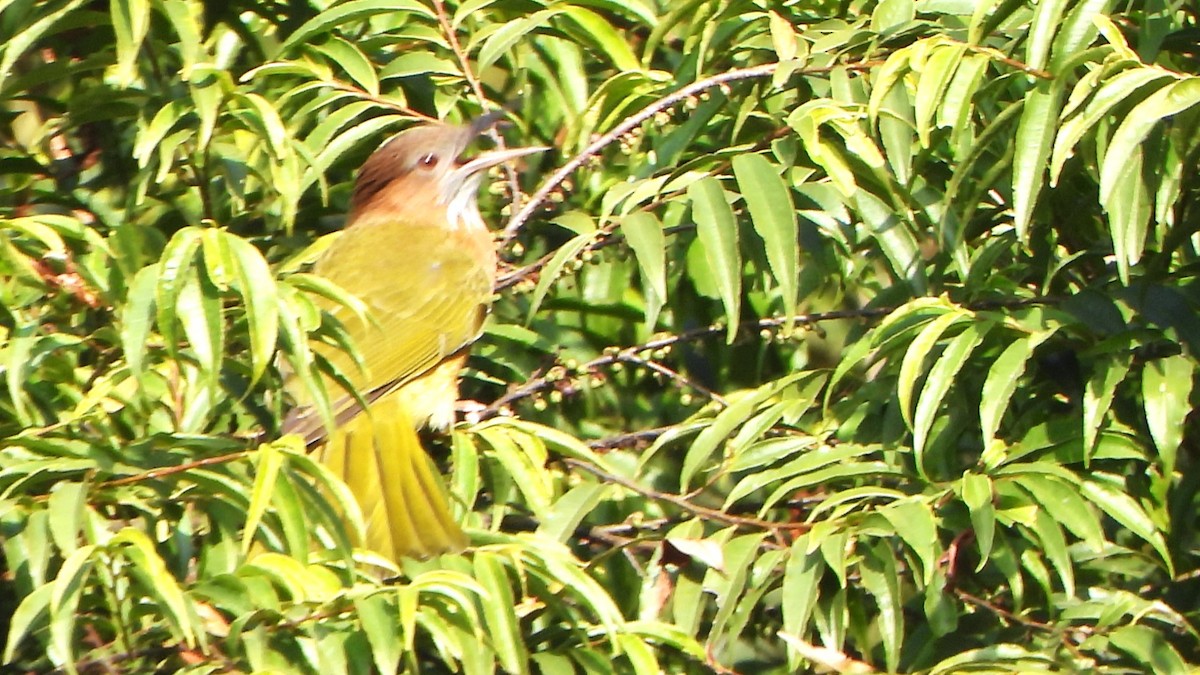 Mountain Bulbul - Girish Chhatpar