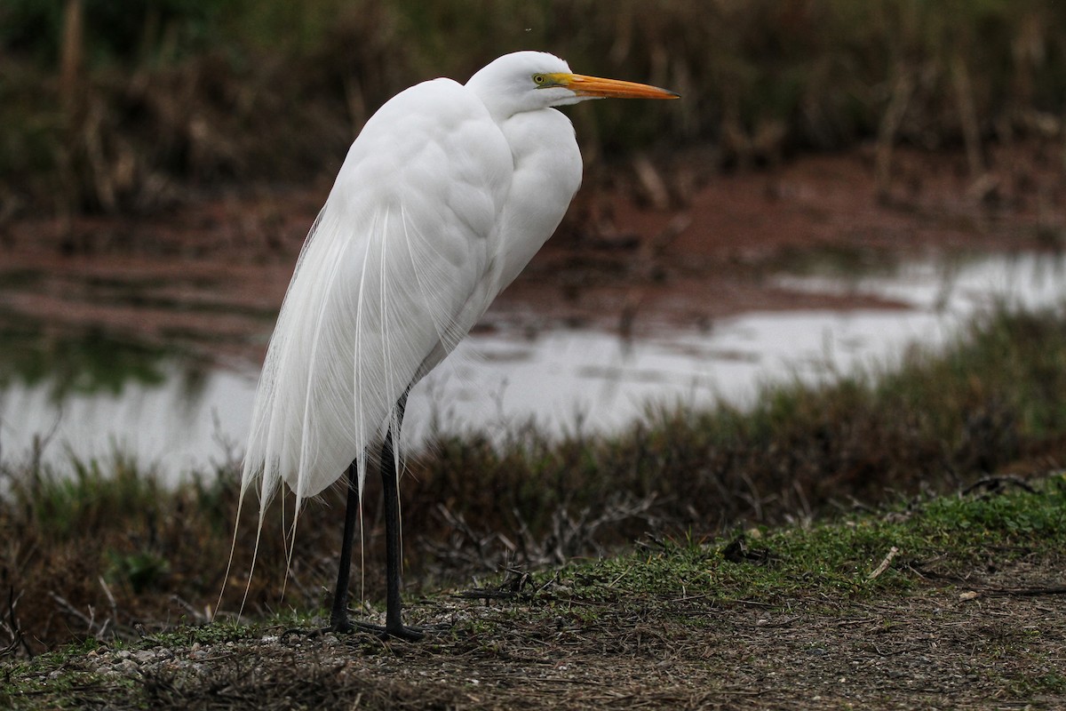 Great Egret - ML613637971