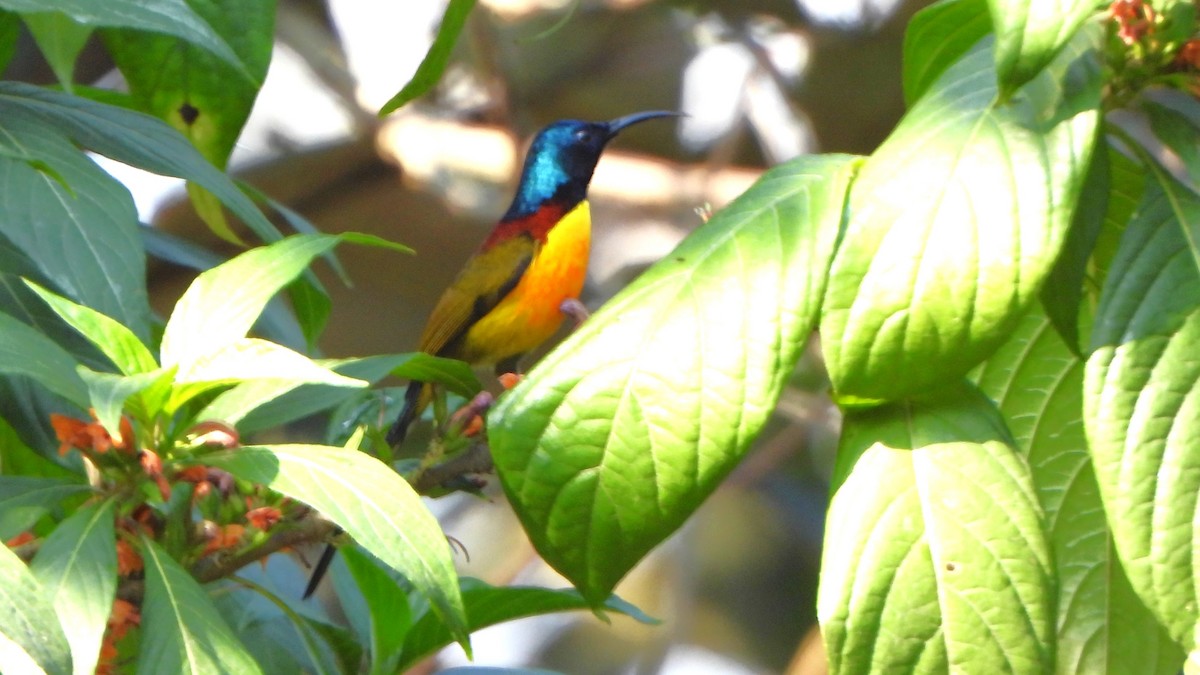 Green-tailed Sunbird - ML613638006