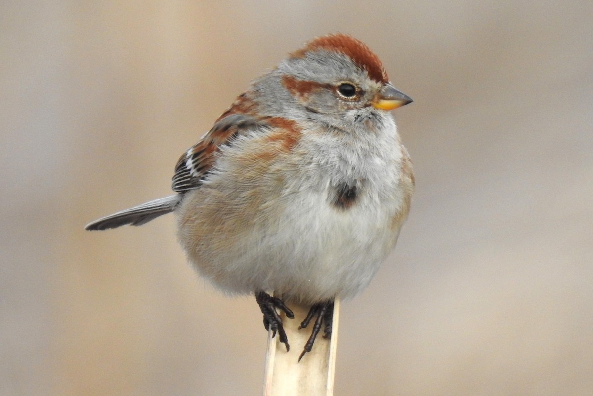 American Tree Sparrow - ML613638029