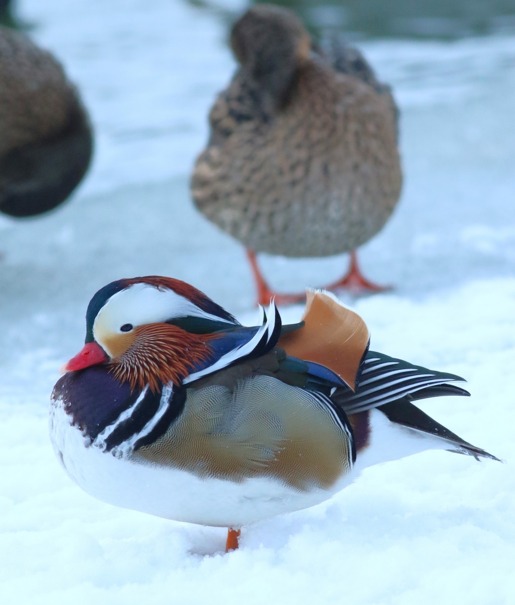 Mandarin Duck - ML613638047