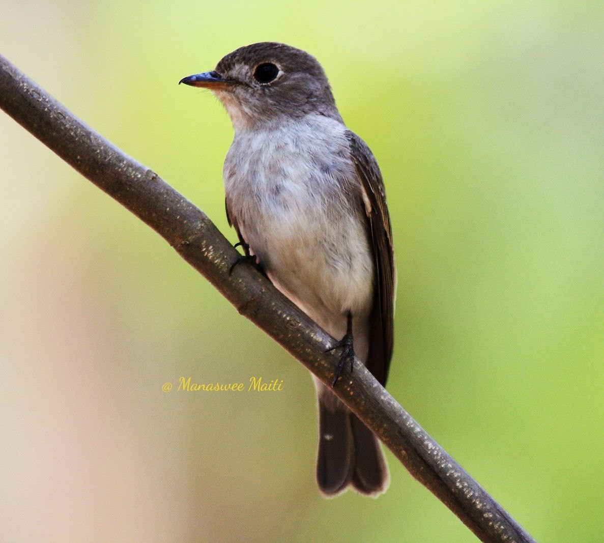 Asian Brown Flycatcher - ML613638059