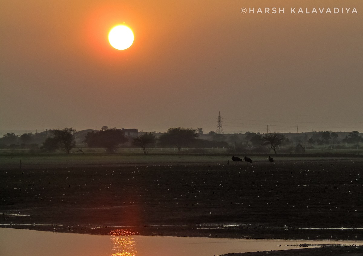 Black Stork - Harsh Kalavadiya