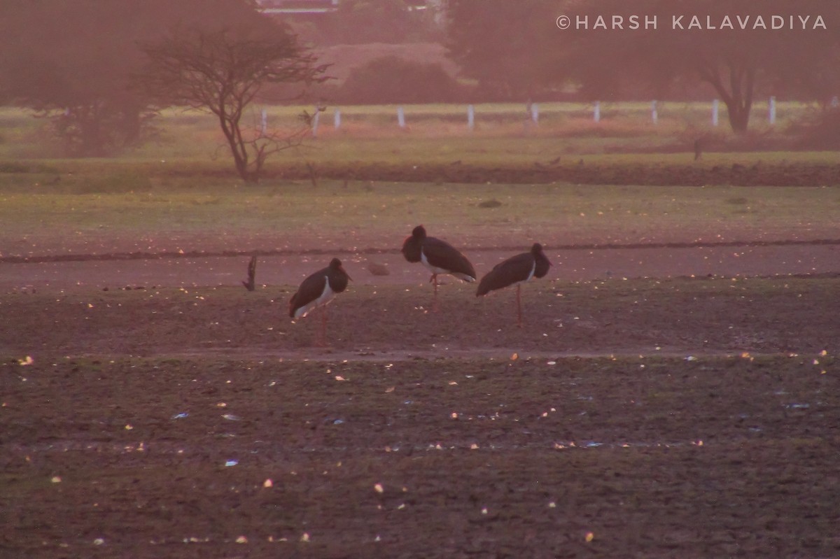 Black Stork - Harsh Kalavadiya