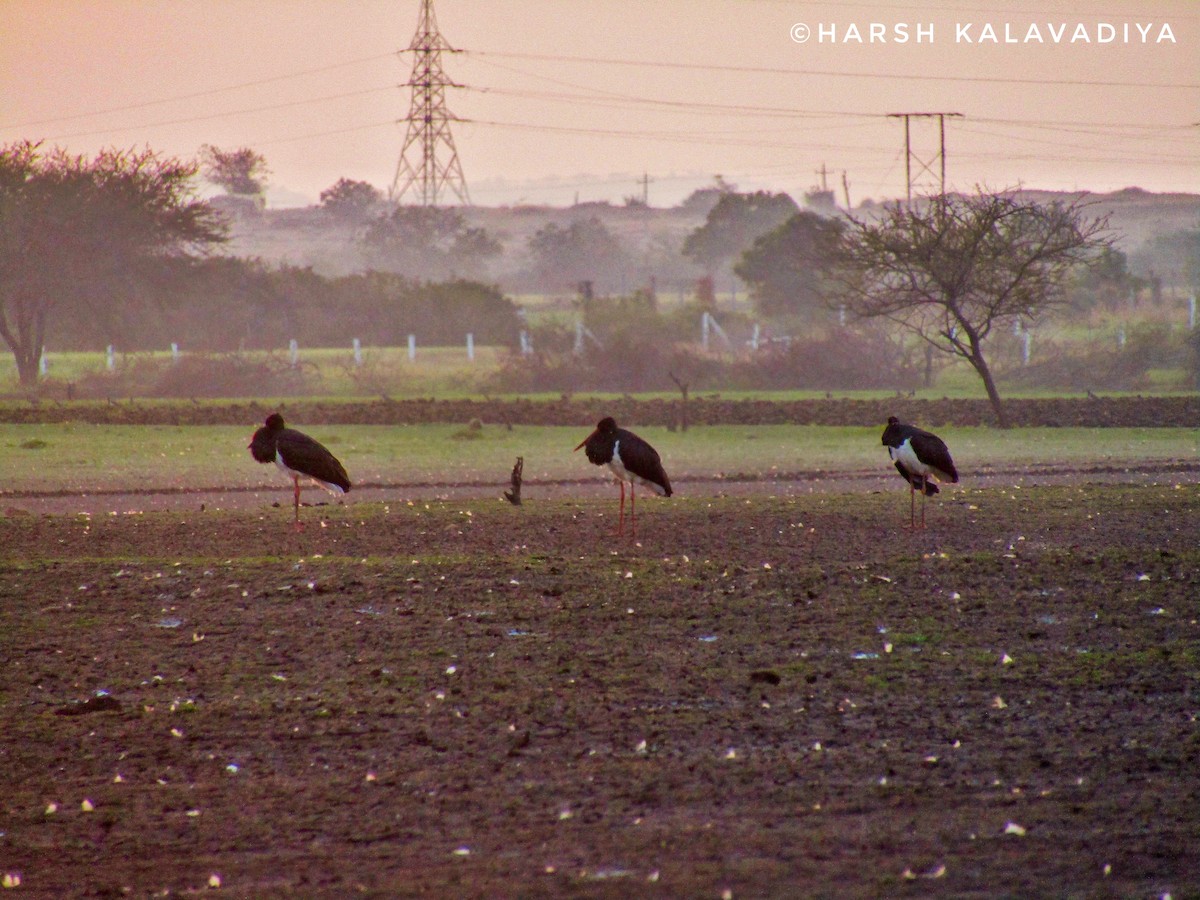 Black Stork - Harsh Kalavadiya