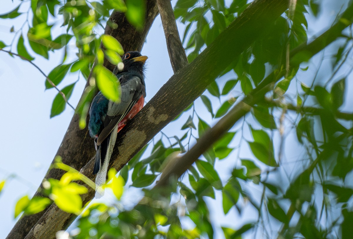 Trogon élégant (groupe ambiguus) - ML613638131