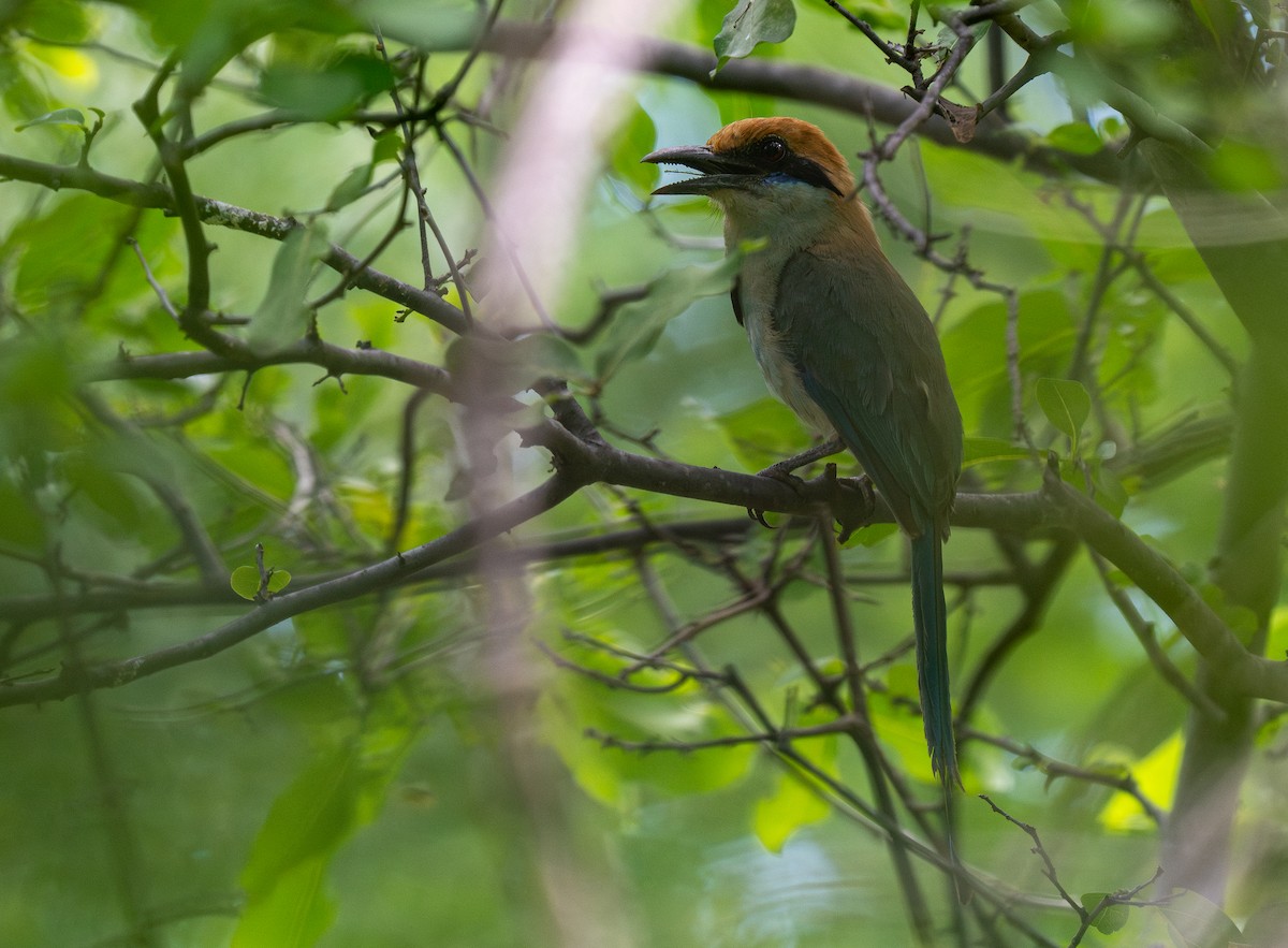 Russet-crowned Motmot - Forest Botial-Jarvis