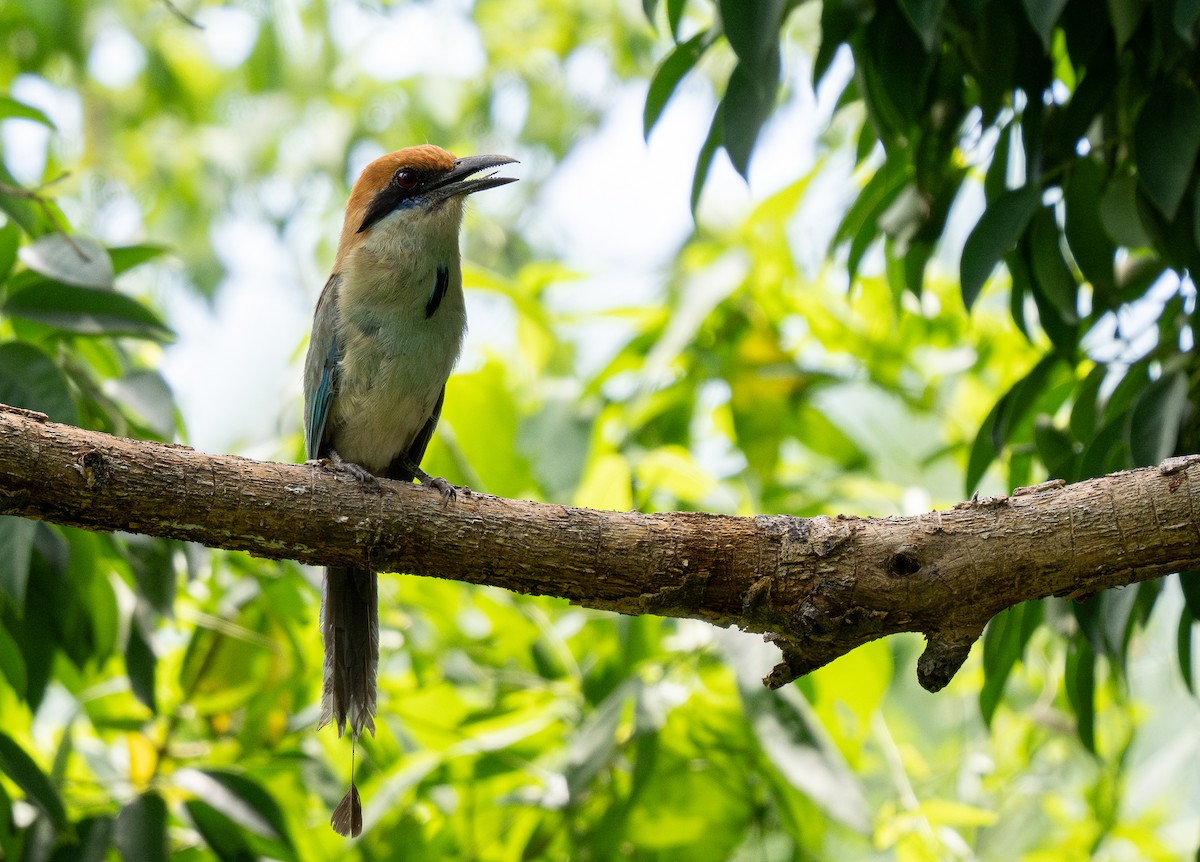 Russet-crowned Motmot - Forest Botial-Jarvis